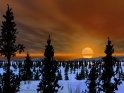Boreal Forest